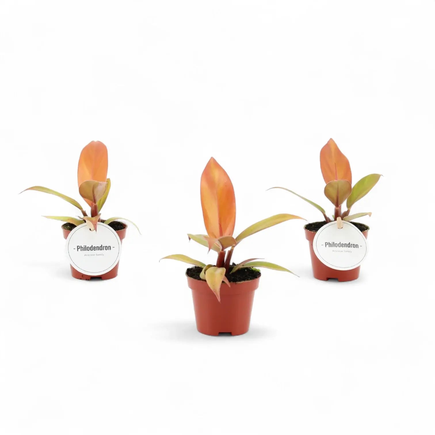 Philodendron 'Prince of Orange' potted houseplant in nursery pot on white background, product photo 7.