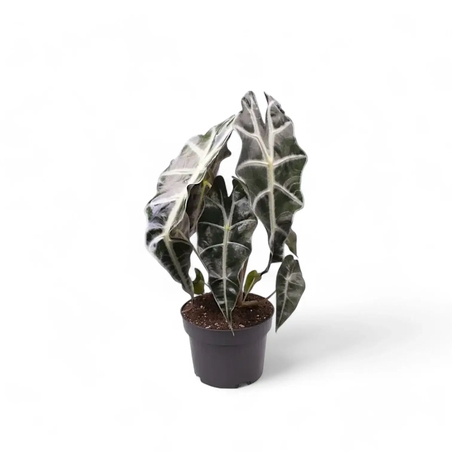 Alocasia 'Bambino Arrow' potted houseplant in nursery pot on white background, product photo 4.