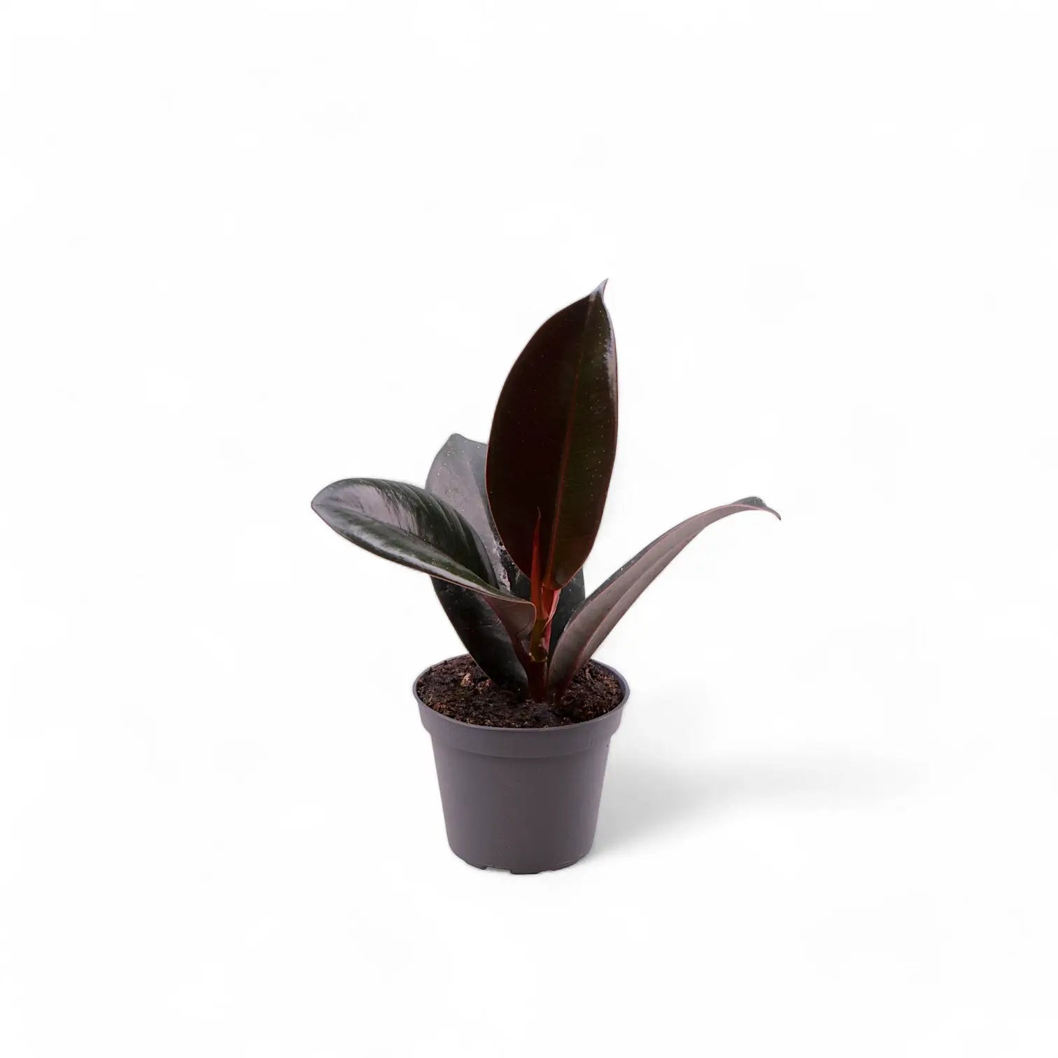 Ficus elastica 'Robusta' – Topfpflanze im Kulturtopf vor weißem Hintergrund, Produktfoto 4.