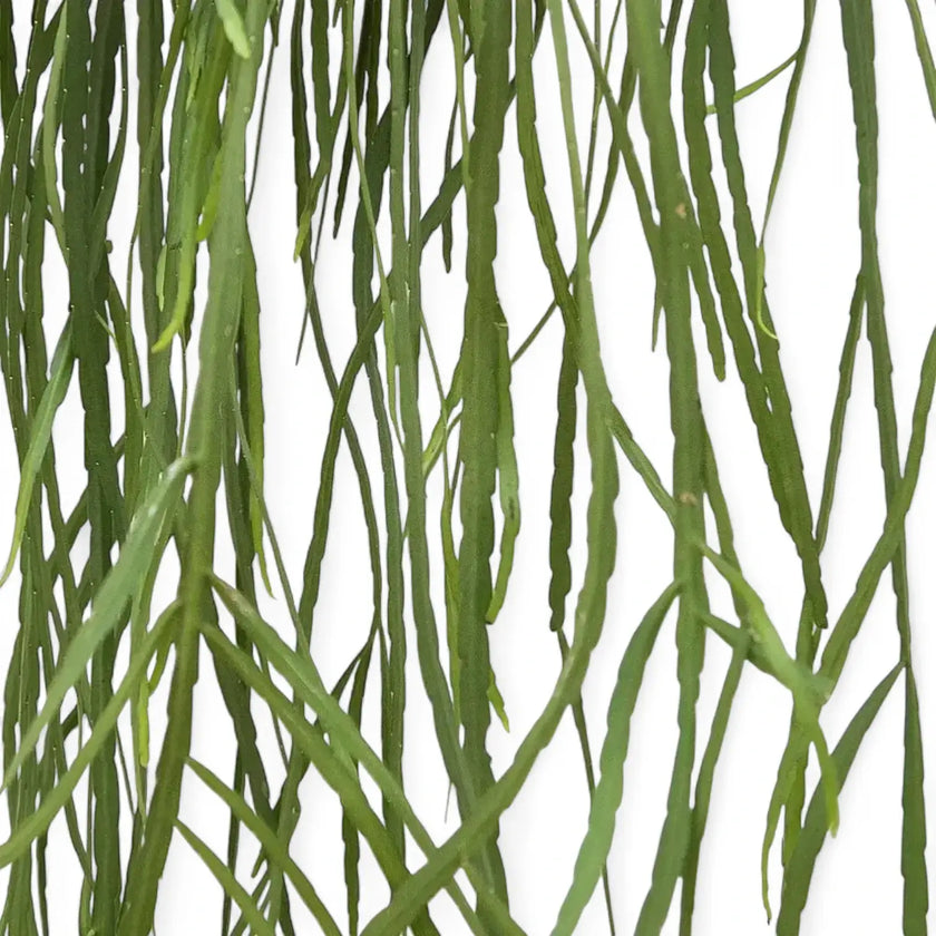 Pfeiffera boliviana leaf close-up on white background.