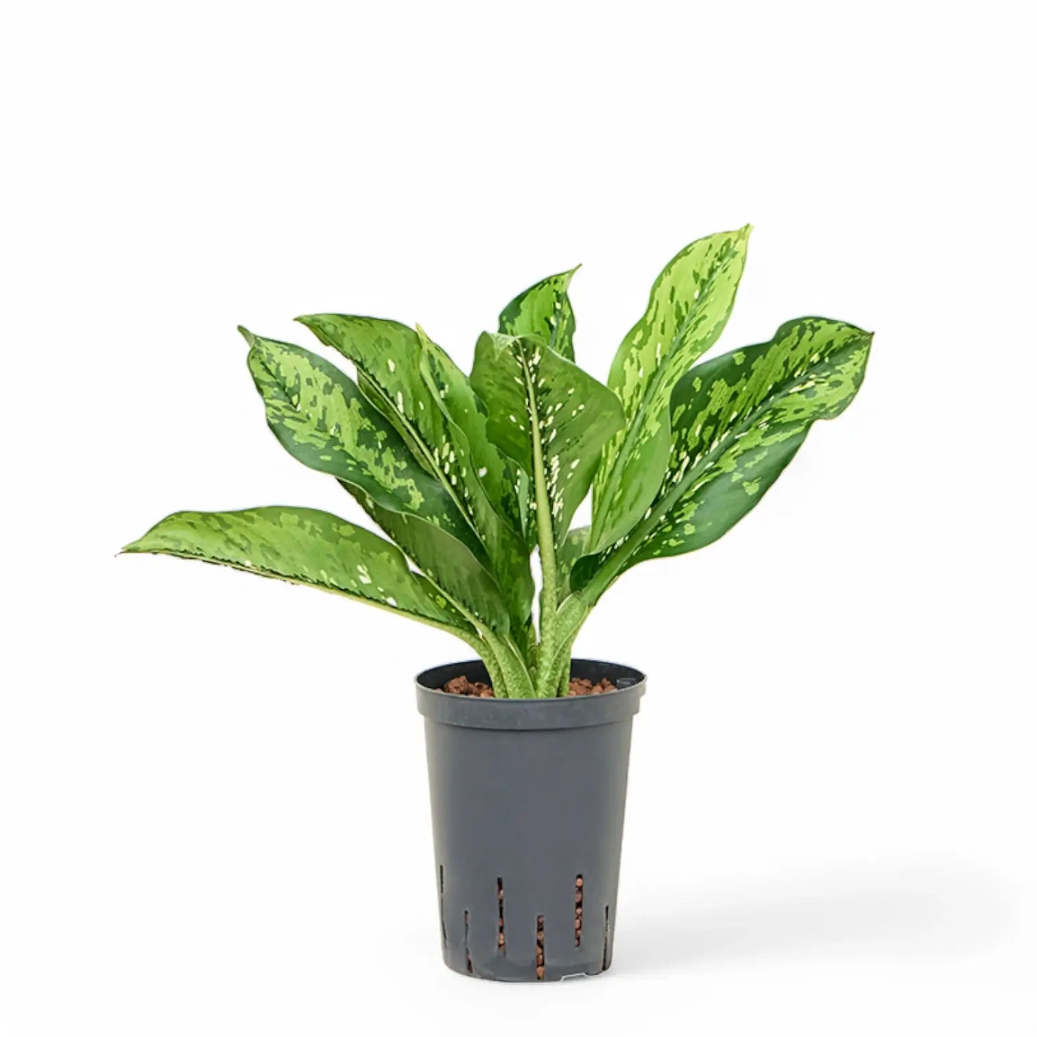 Dieffenbachia seguine 'Crocodile' potted houseplant in nursery pot on white background, product photo 4.