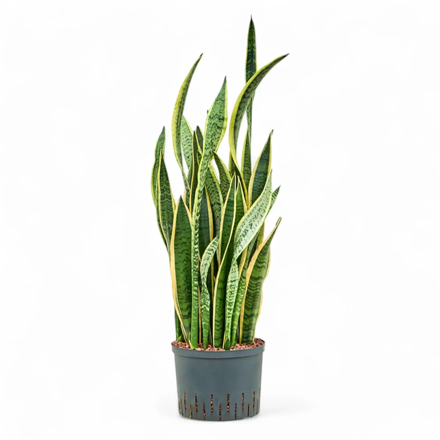 Dracaena (Sansevieria) trifasciata 'Laurentii' potted houseplant in nursery pot on white background, product photo 14.
