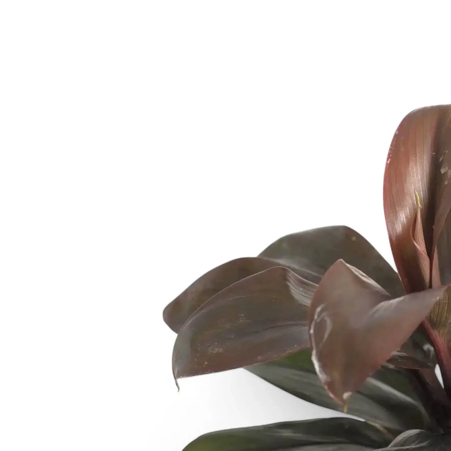 Nahaufnahme eines Blatts von Cordyline fruticosa 'Purple Compacta' vor weißem Hintergrund.