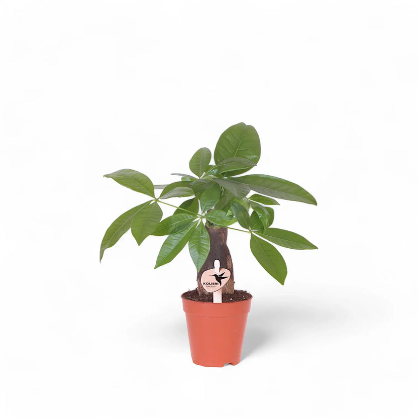 Pachira aquatica potted houseplant in nursery pot on white background, product photo 6.