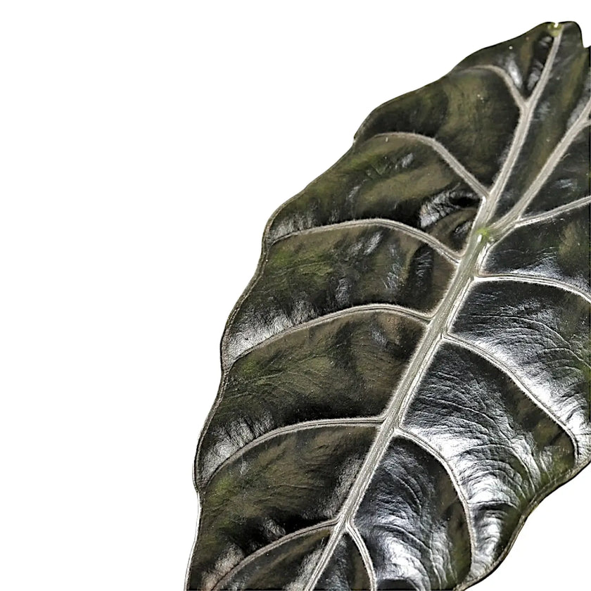 Alocasia ‘Chantrierii’ leaf close-up on white background.
