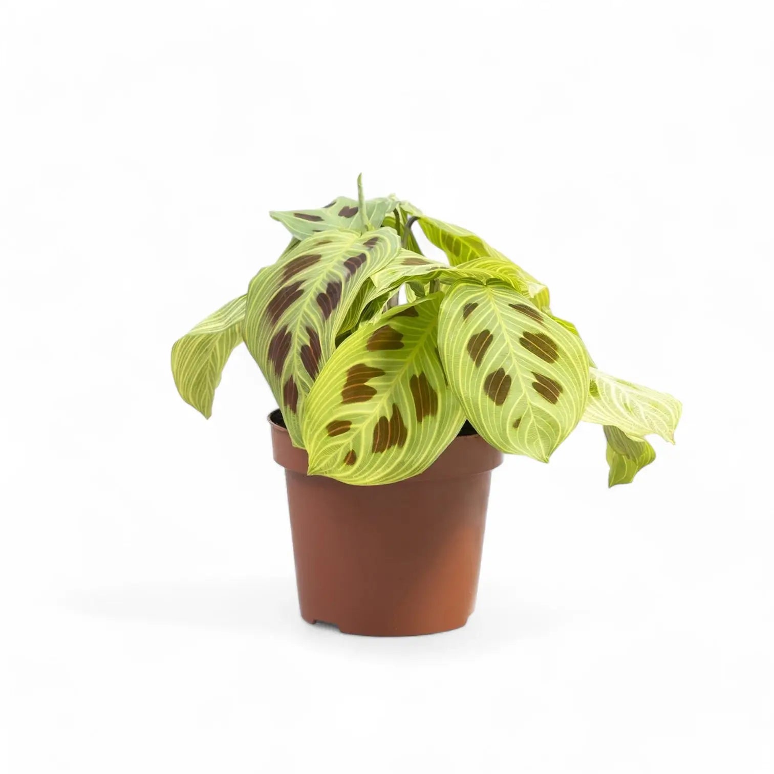 Maranta leuconeura 'Light Veins' ('Fantasy') potted houseplant in nursery pot on white background, product photo 2.
