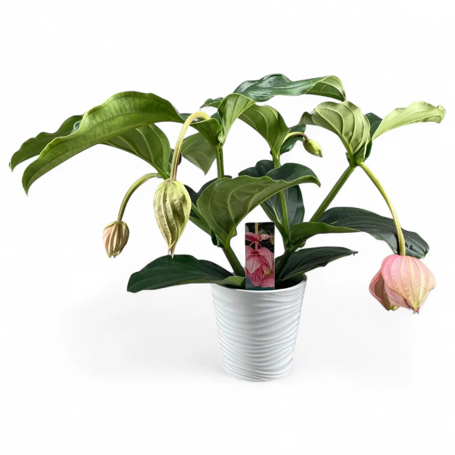 Medinilla magnifica potted houseplant in nursery pot on white background, product photo 4.