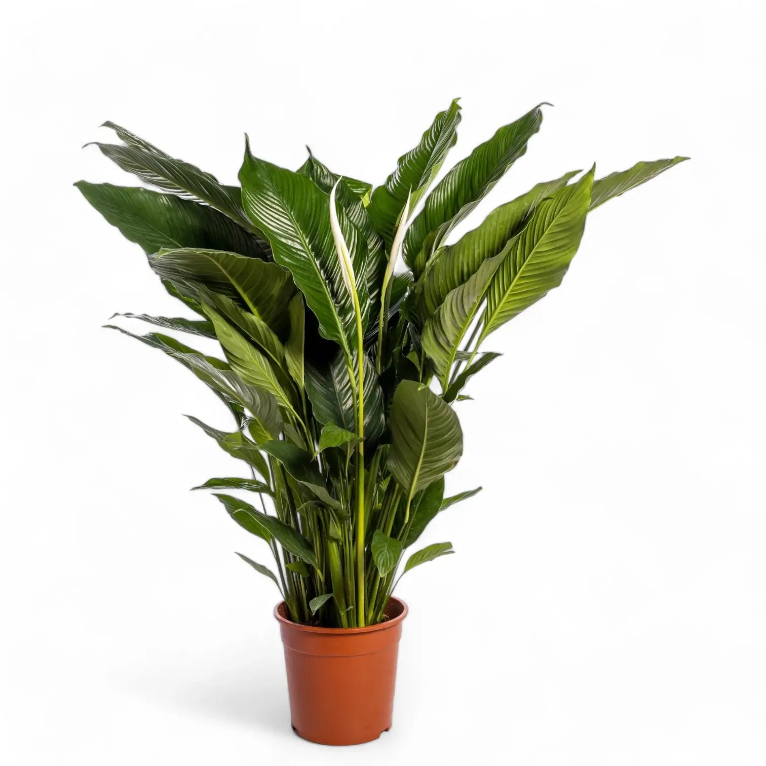 Spathiphyllum 'Sweet Sebastiano' potted houseplant in nursery pot on white background, product photo 5.
