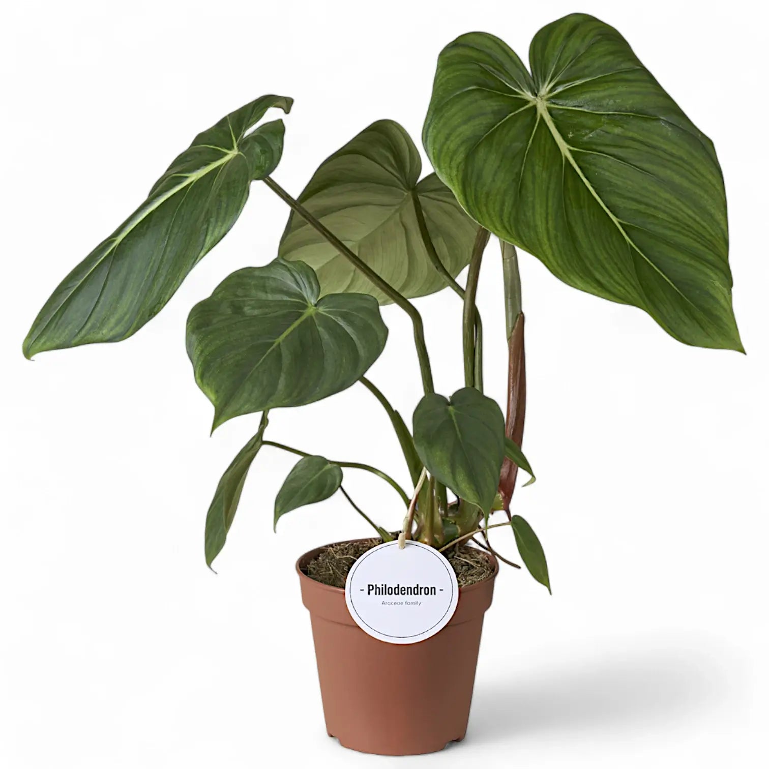Philodendron 'Dean McDowell' (gloriosum x pastazanum) potted houseplant in nursery pot on white background, product photo 11.
