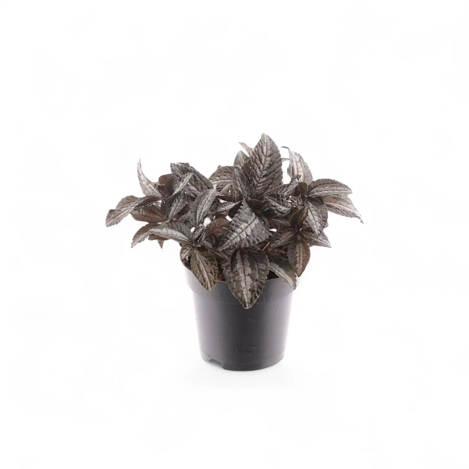 Pilea pubescens 'Silver Tree' potted houseplant in nursery pot on white background, product photo 4.