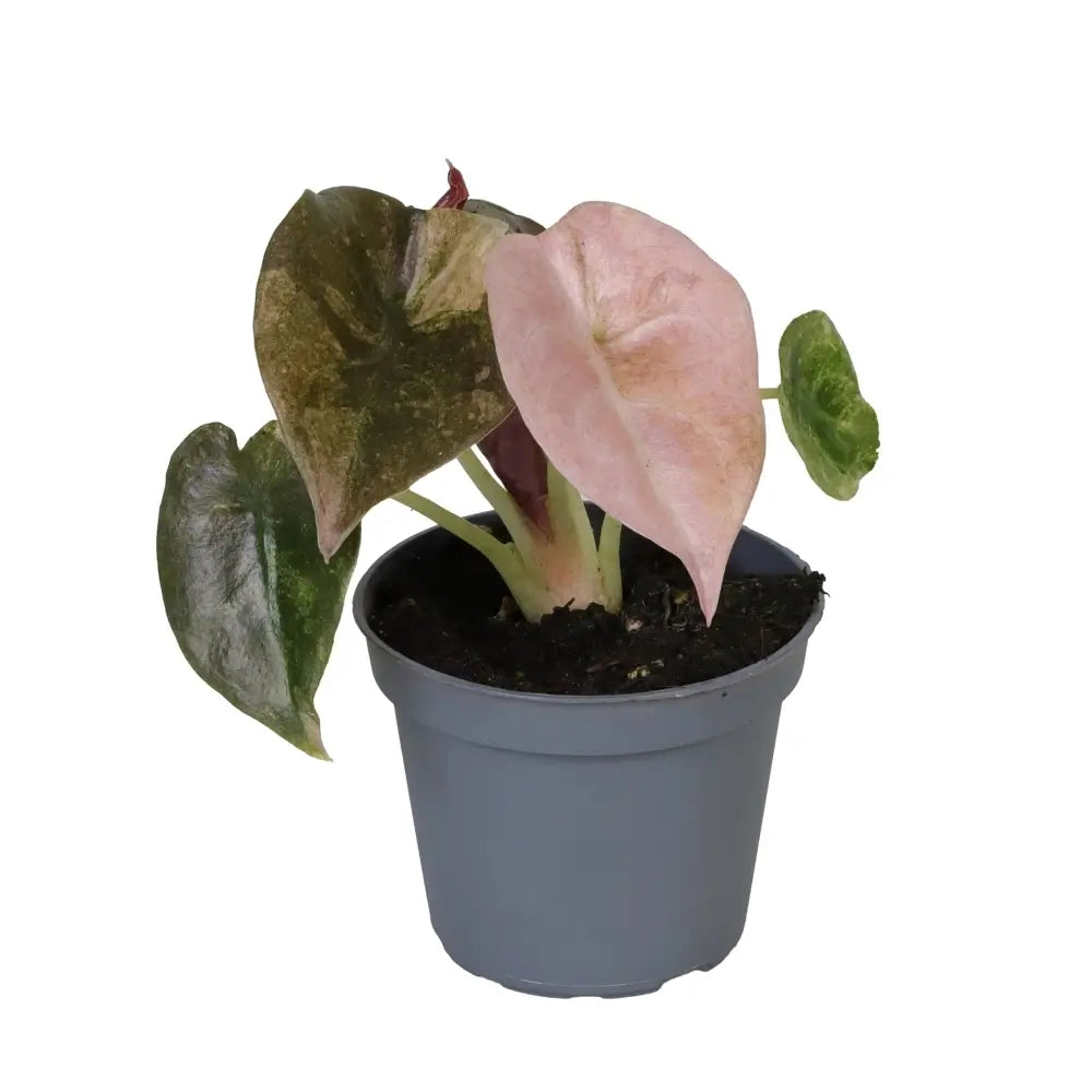 Alocasia cuprea 'Red secret' variegata potted houseplant in nursery pot on white background, product photo 3.