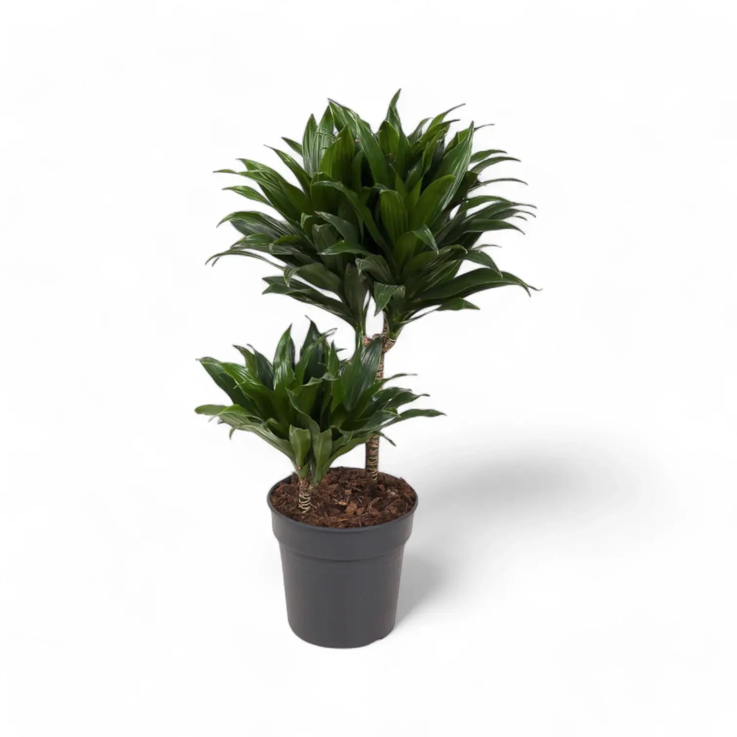 Dracaena fragrans 'Compacta' – Topfpflanze im Kulturtopf vor weißem Hintergrund, Produktfoto 9.