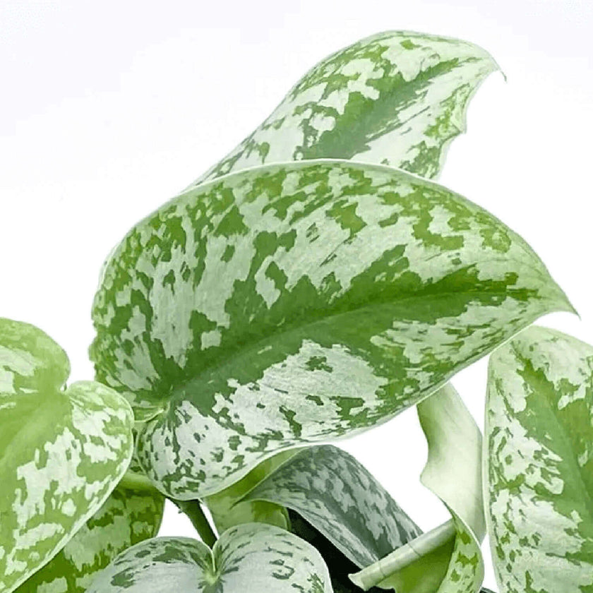 Scindapsus pictus 'Exotica' leaf close-up on white background.