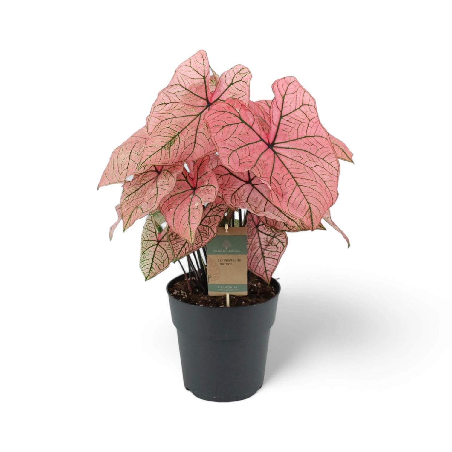 Caladium 'Spring Fling'
