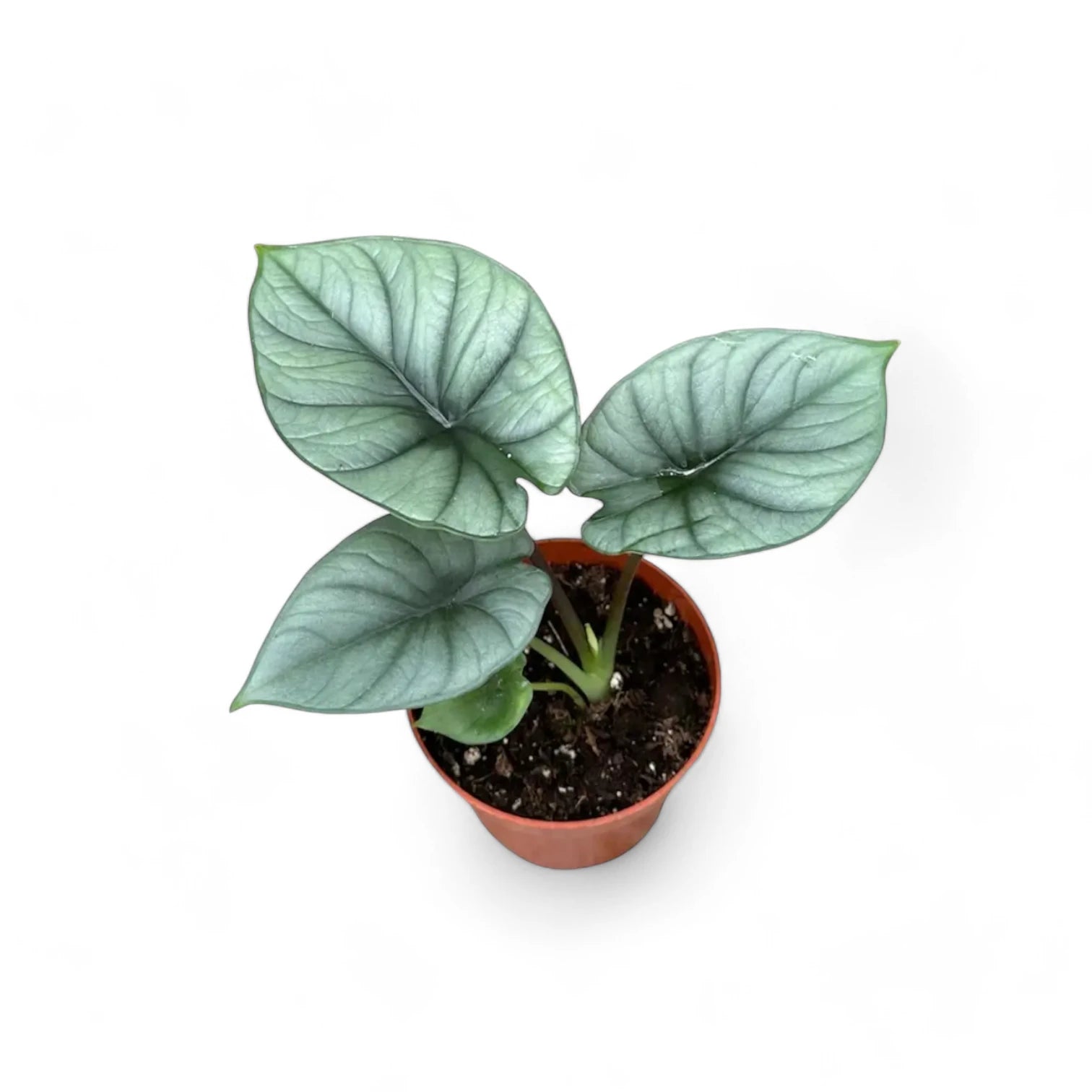 Alocasia 'Platinum' – Zimmerpflanze im Kulturtopf auf weißem Hintergrund, Produktfoto 5.