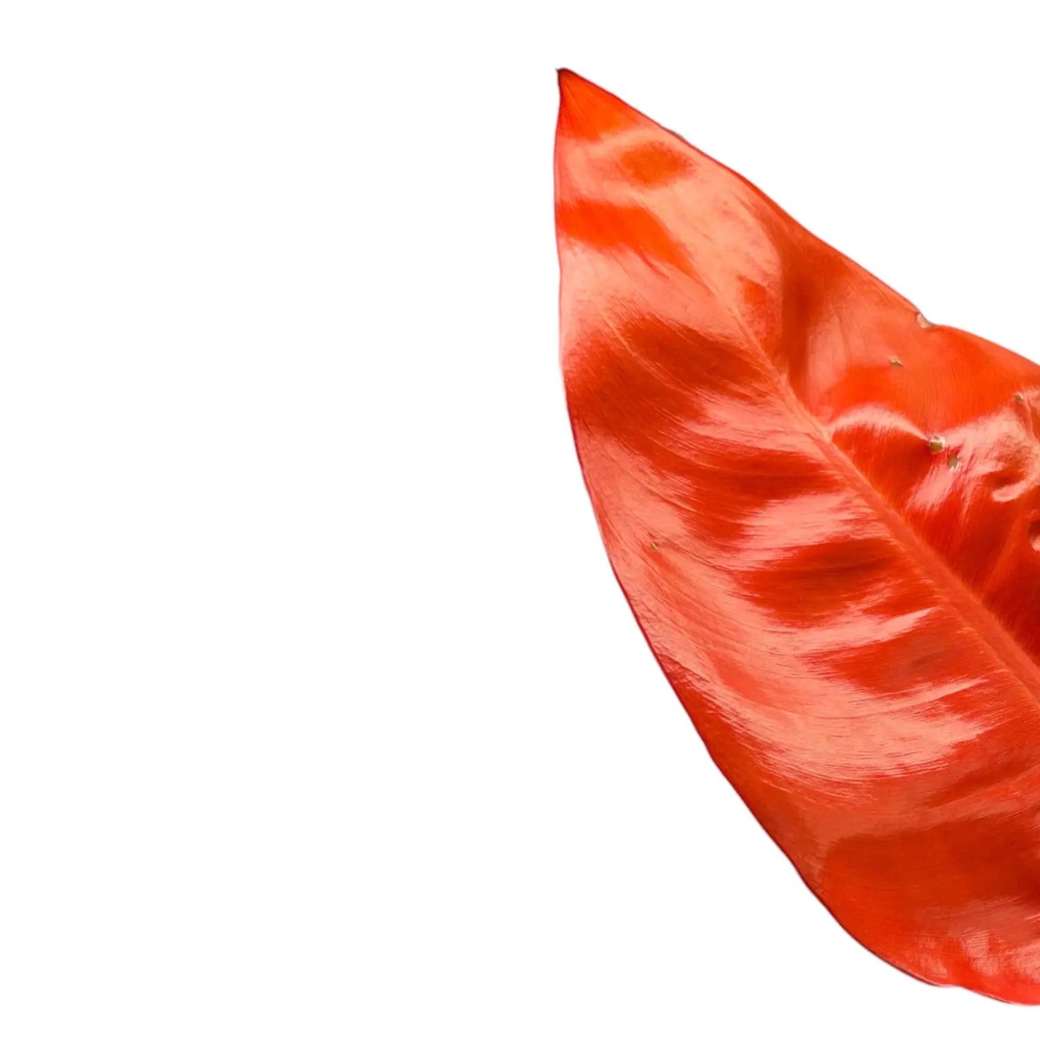 Nahaufnahme eines Blatts von Philodendron 'Red Sun' vor weiĂźem Hintergrund.