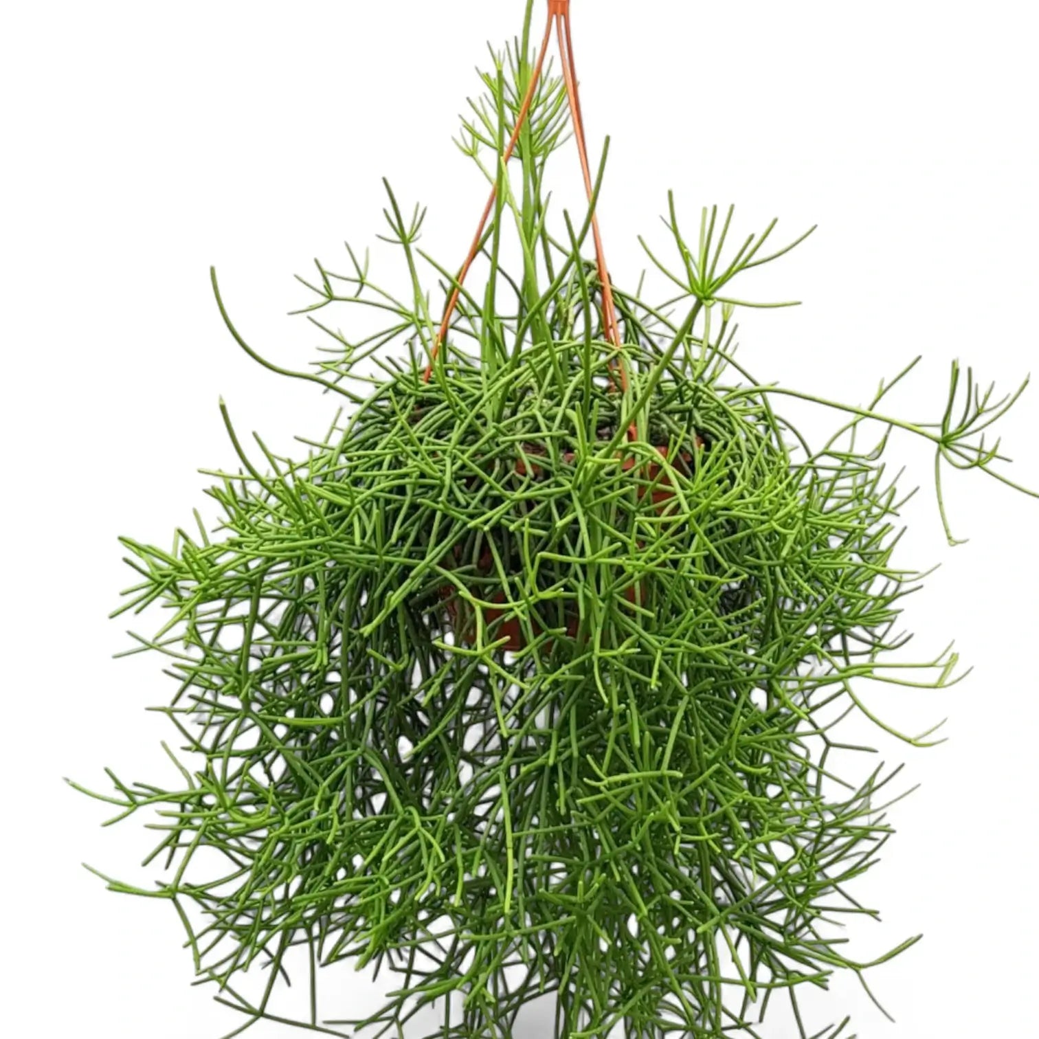 Rhipsalis teres f. heteroclada potted houseplant in nursery pot on white background, product photo 7.