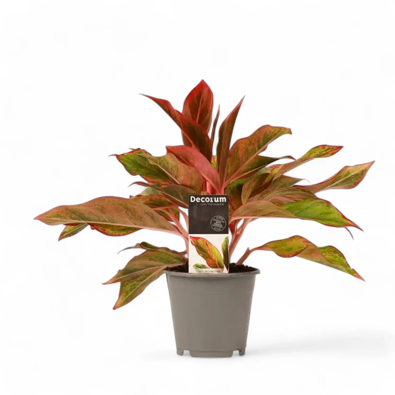 Aglaonema 'Crete' (auch bekannt als 'Siam Aurora' / 'Jungle Red') – Topfpflanze im Kulturtopf vor weißem Hintergrund, Produktfoto 5.