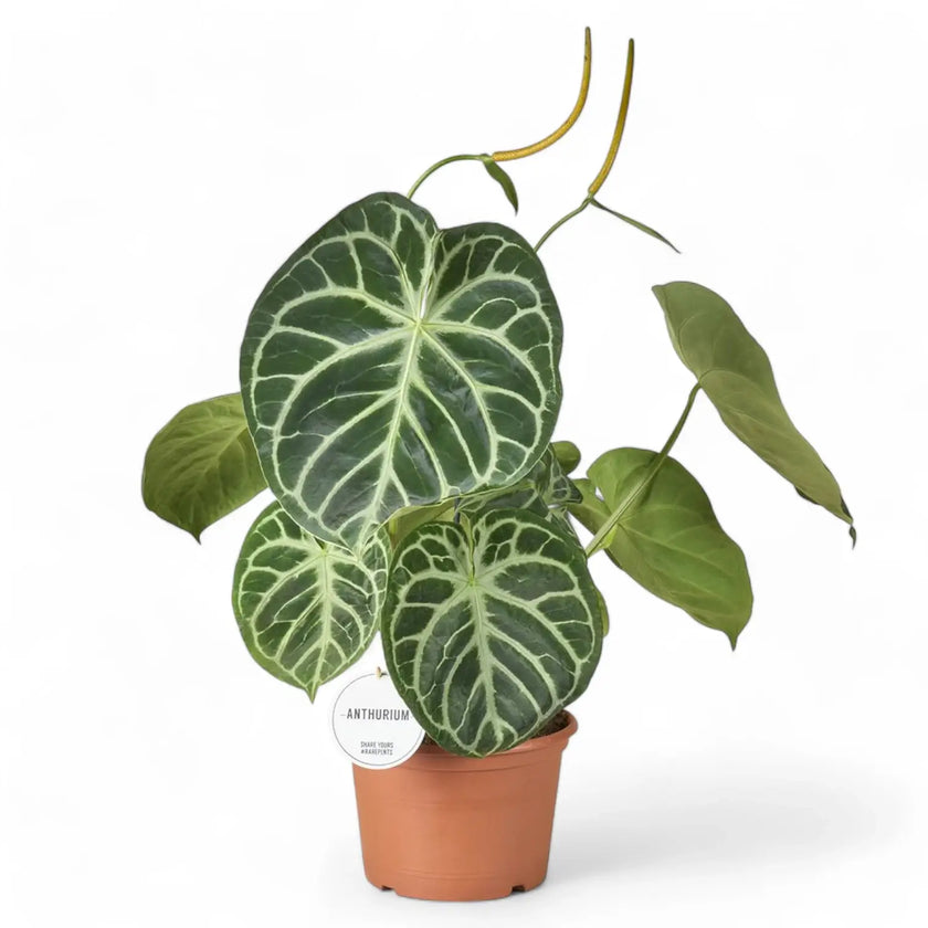 Anthurium 'Silver blush' potted houseplant in nursery pot on white background, product photo 4.