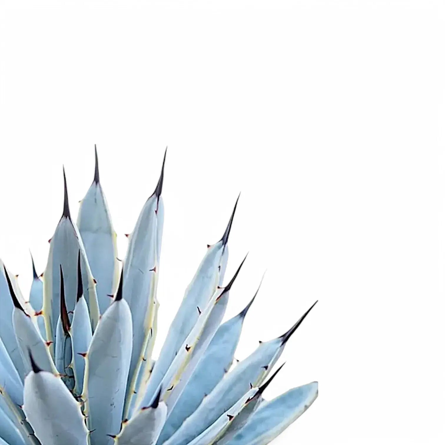 Nahaufnahme eines Blatts von Agave macroacantha vor weißem Hintergrund.
