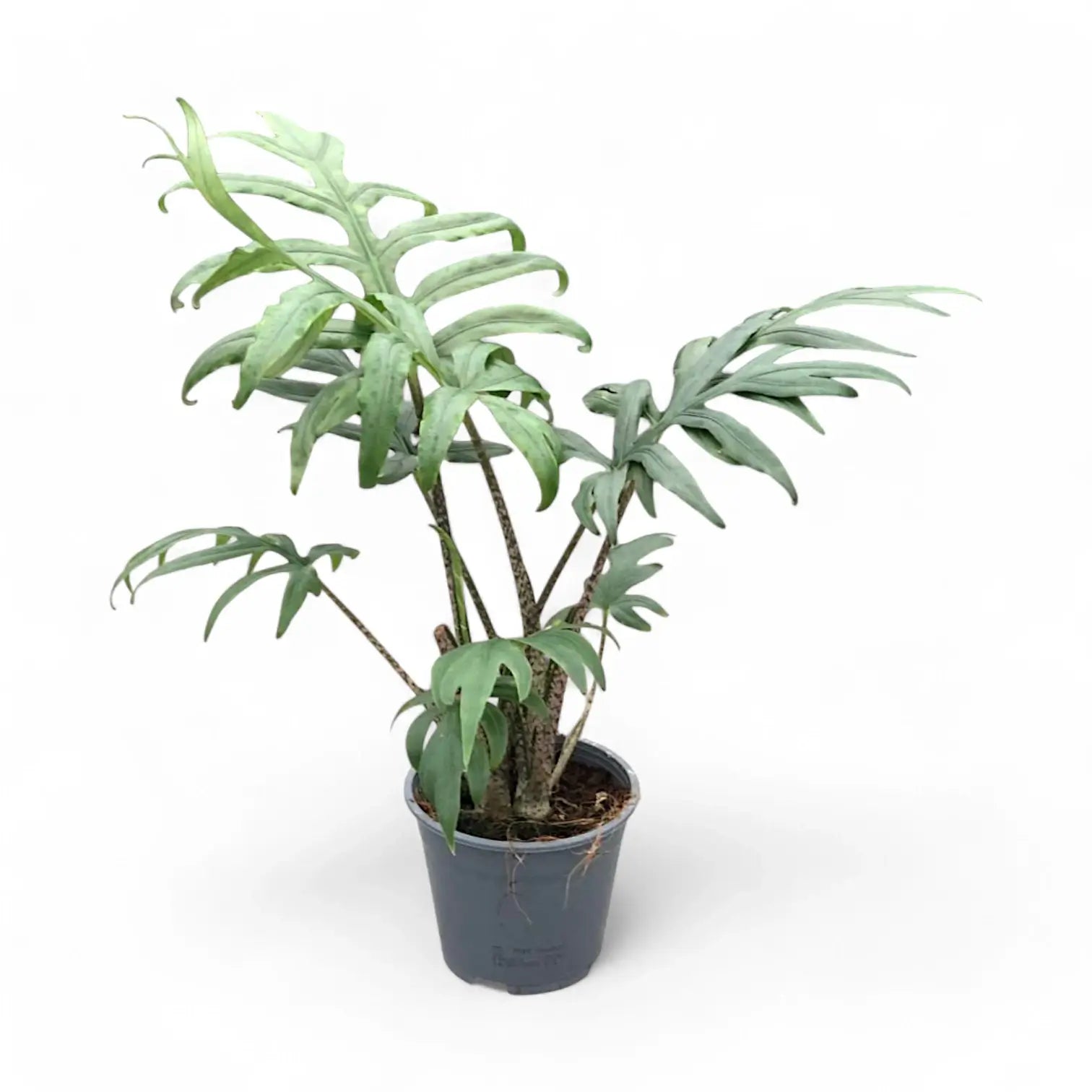 Alocasia brancifolia 'Pink Passion' potted houseplant in nursery pot on white background, product photo 12.