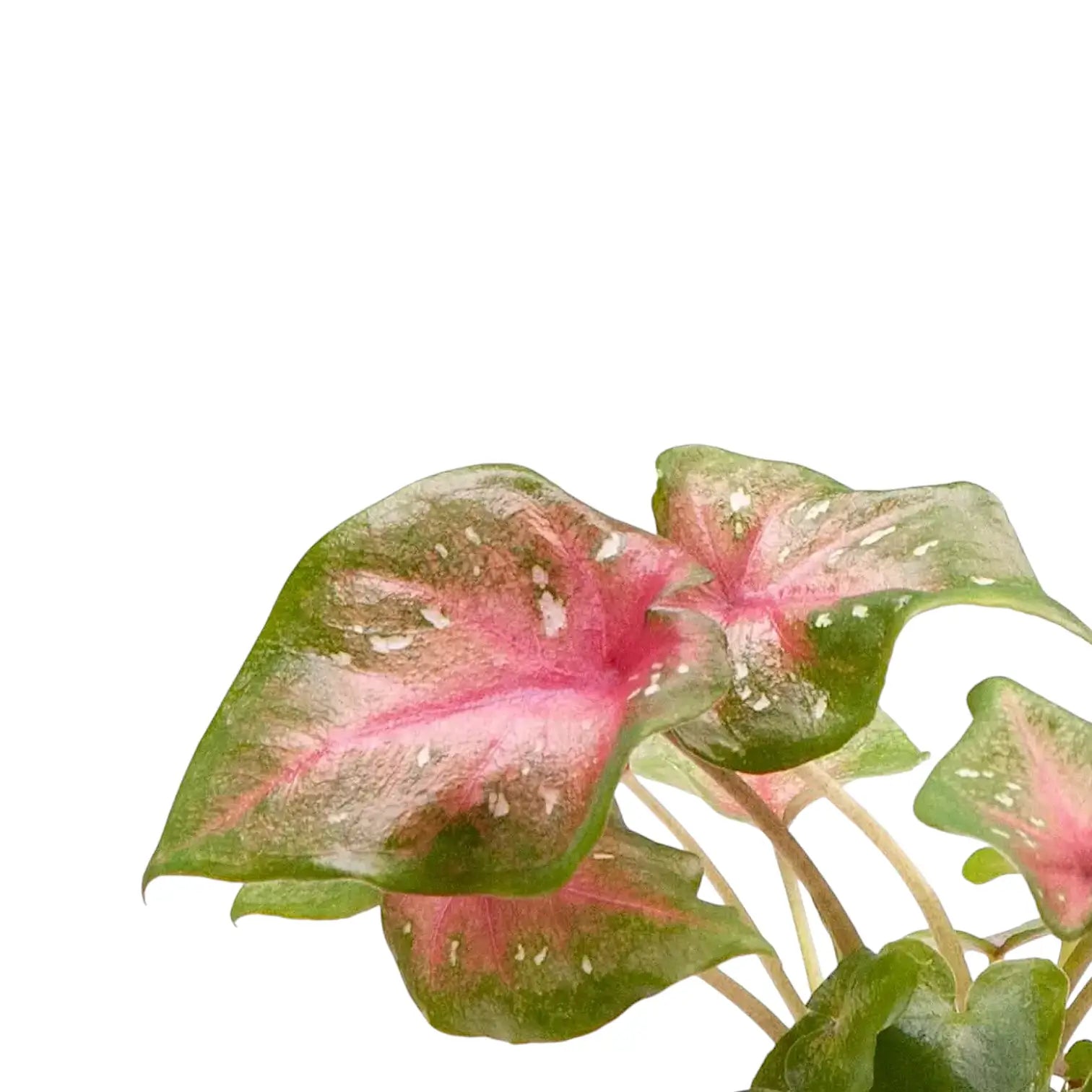 Nahaufnahme eines Blatts von Caladium 'Casey' vor weiĂźem Hintergrund.