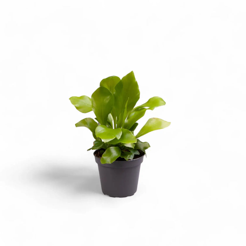 Asplenium nidus potted houseplant in nursery pot on white background, product photo 2.