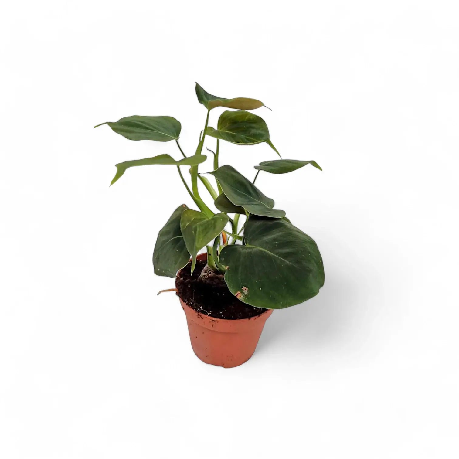 Philodendron cf lupinum (Philodendron vanninii Croat ined.) – Topfpflanze im Kulturtopf vor weißem Hintergrund, Produktfoto 4.