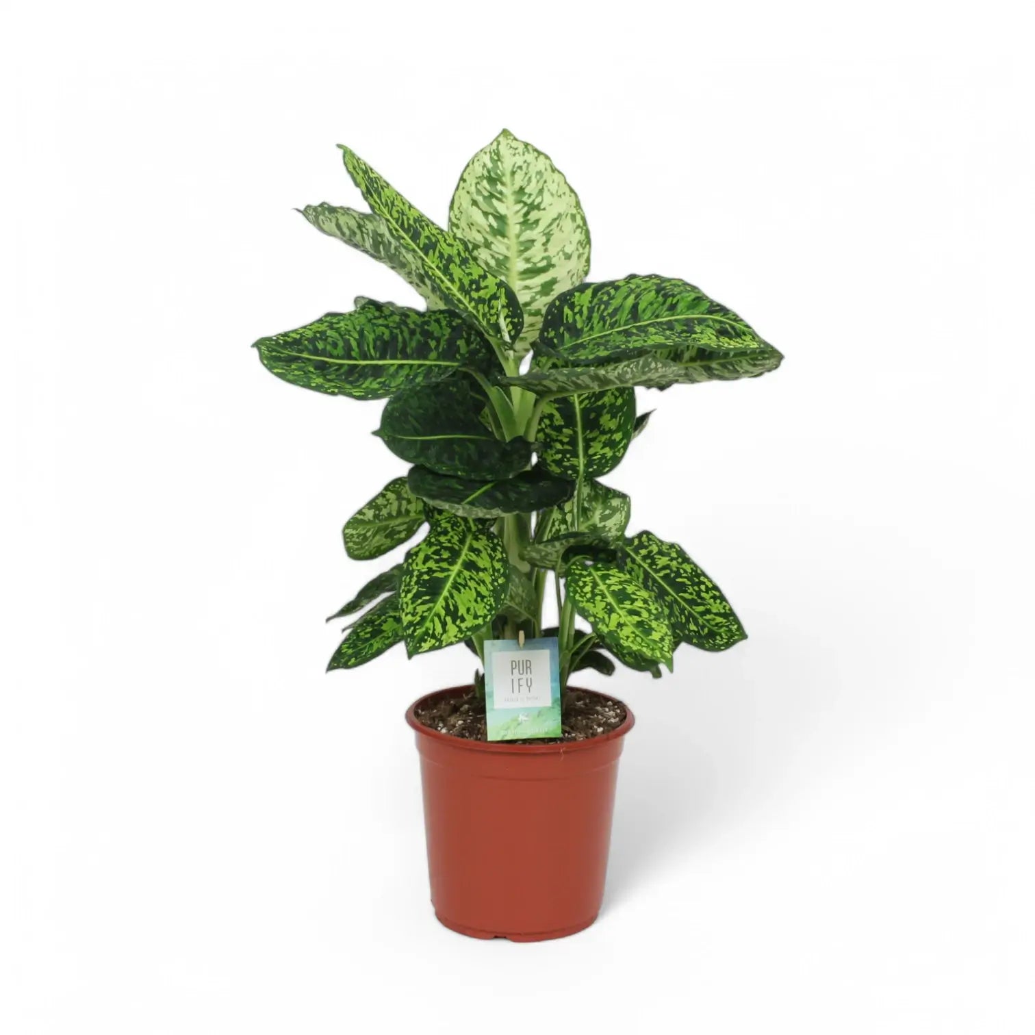 Dieffenbachia seguine 'Reflector' potted houseplant in nursery pot on white background, product photo 2.