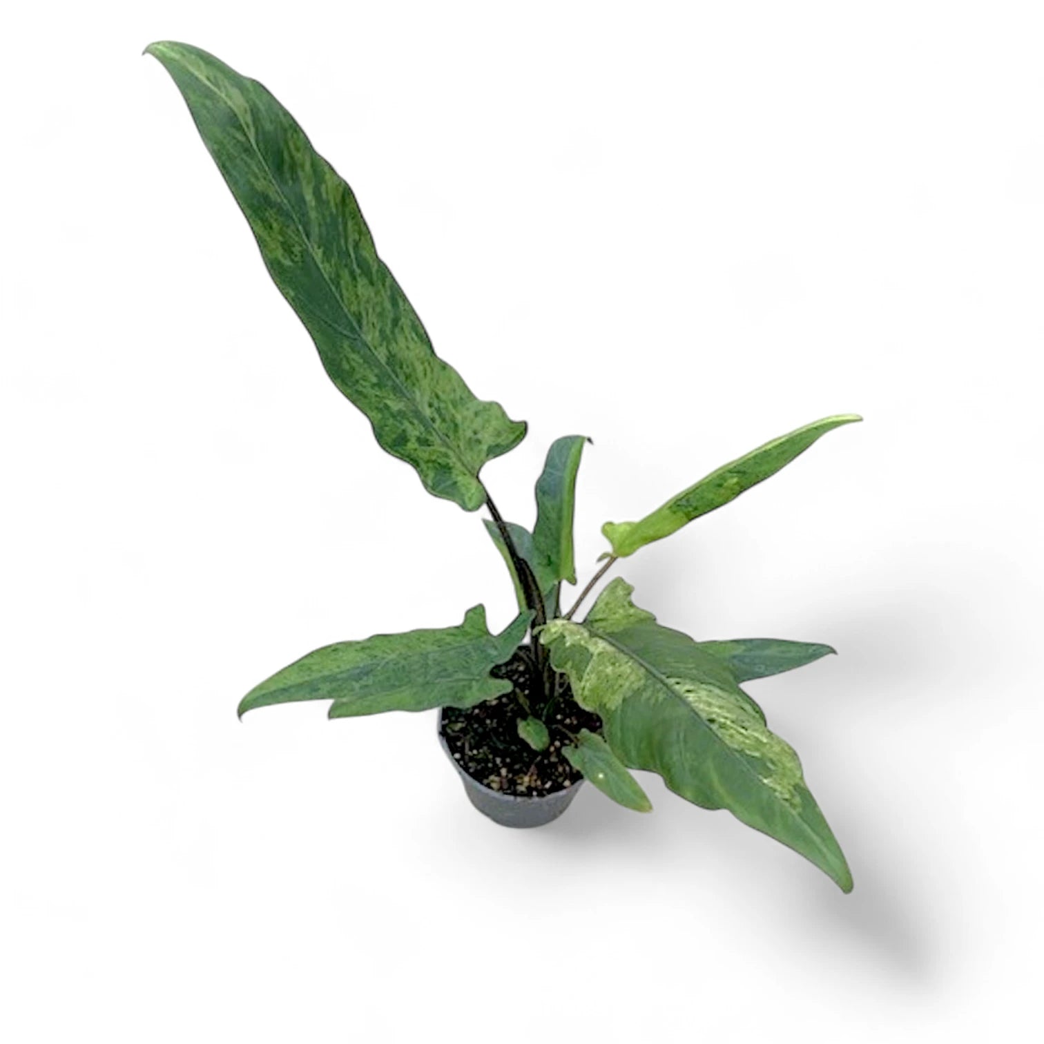 Alocasia lauterbachiana variegata potted houseplant in nursery pot on white background, product photo 6.