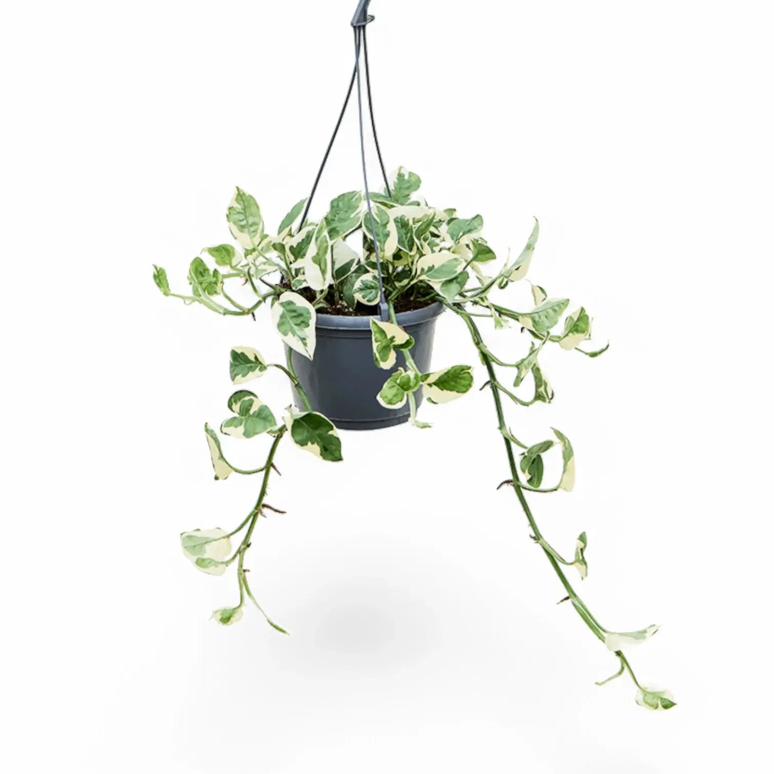 Epipremnum aureum 'N'Joy' – Topfpflanze im Kulturtopf vor weißem Hintergrund, Produktfoto 9.