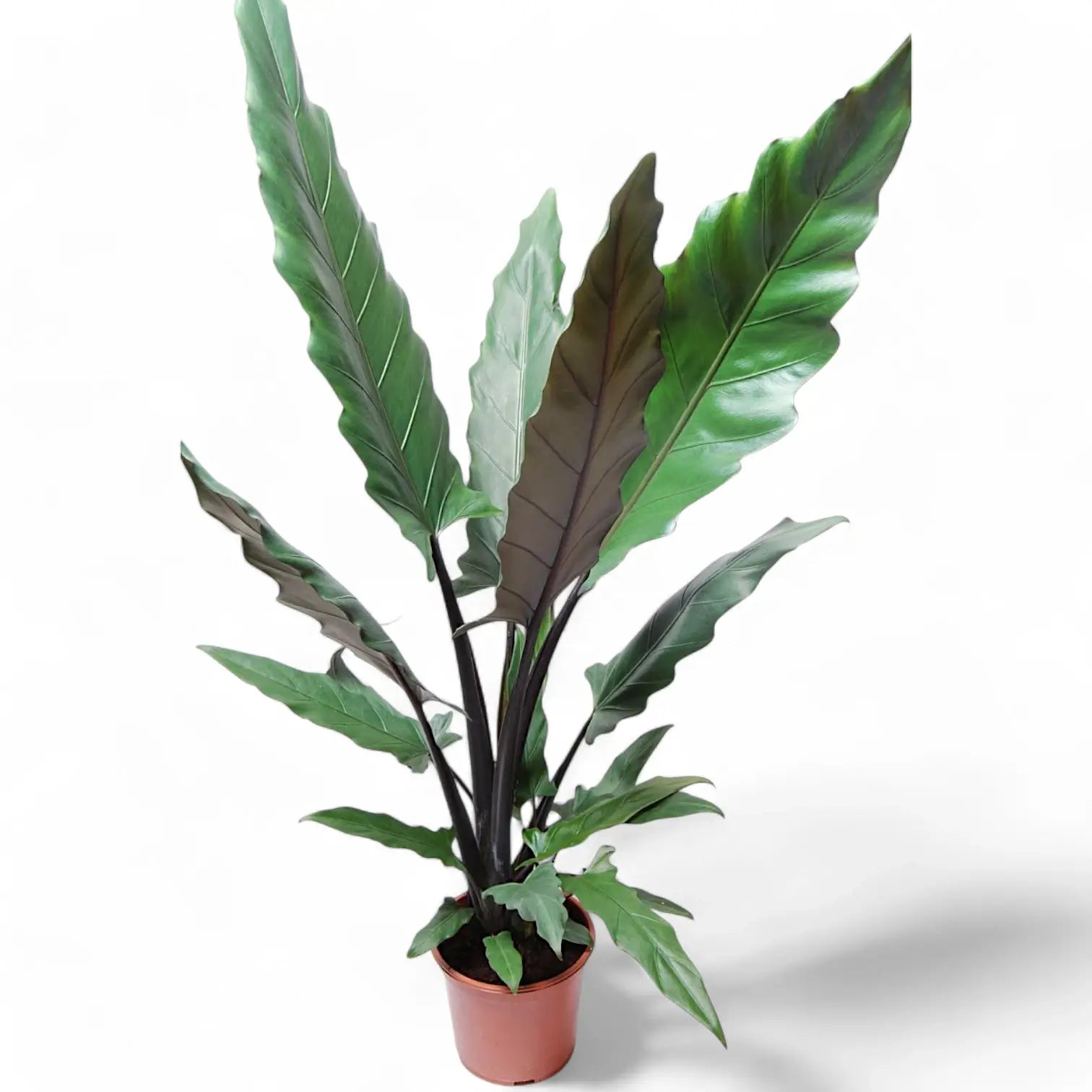 Alocasia lauterbachiana potted houseplant in nursery pot on white background, product photo 4.