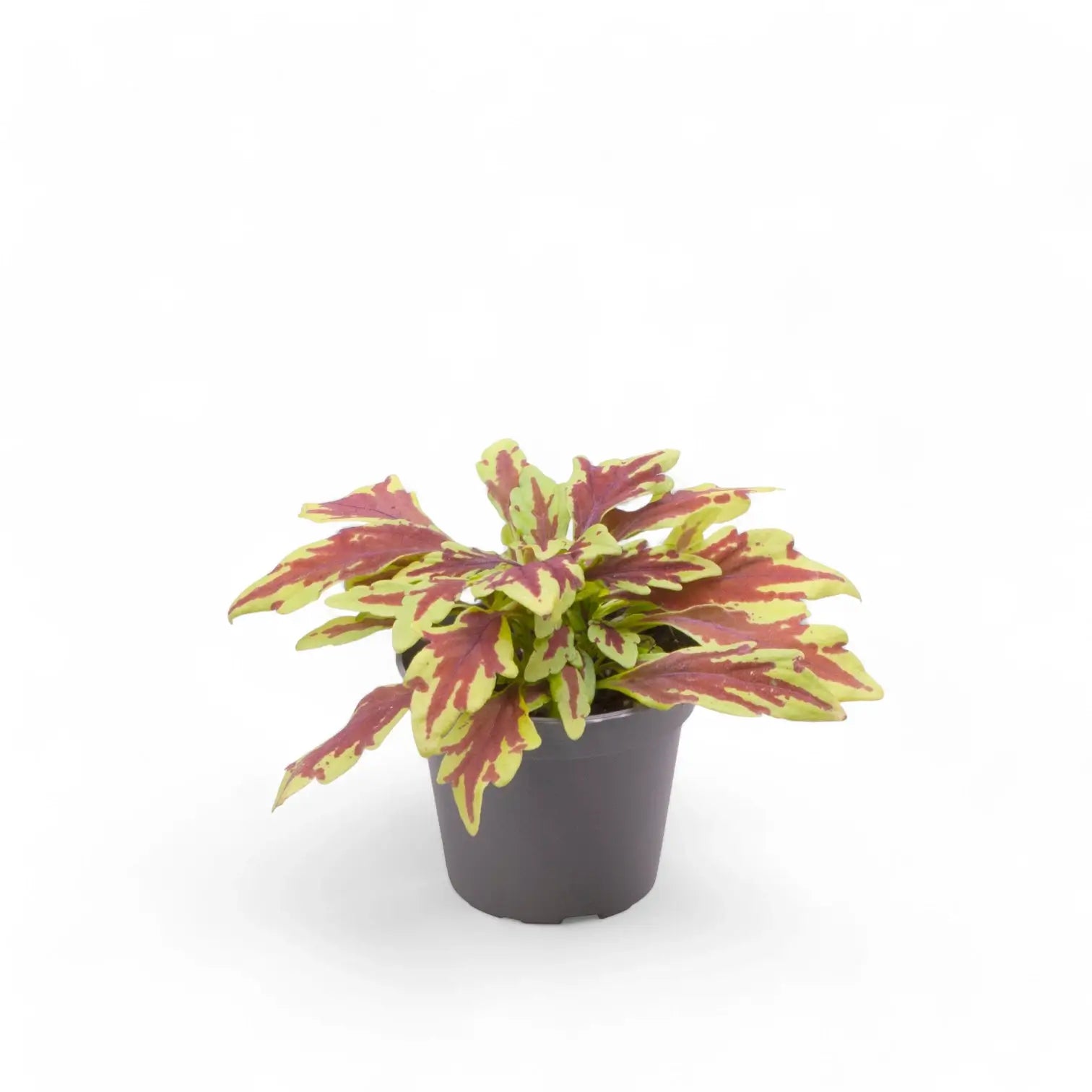 Coleus scutellarioides 'Le Freak' – Topfpflanze im Kulturtopf vor weißem Hintergrund, Produktfoto 2.