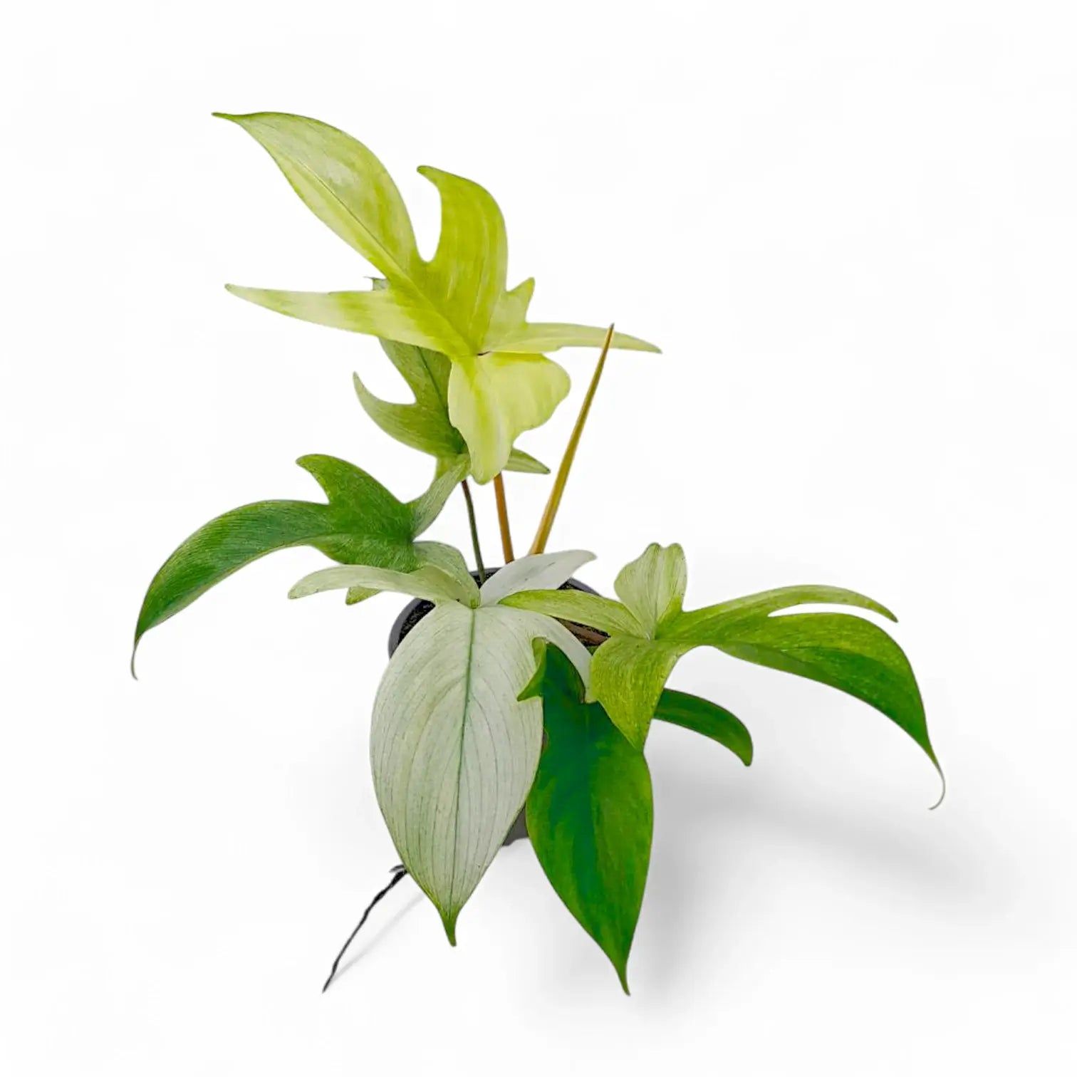 Philodendron 'Florida Ghost' potted houseplant in nursery pot on white background, product photo 4.