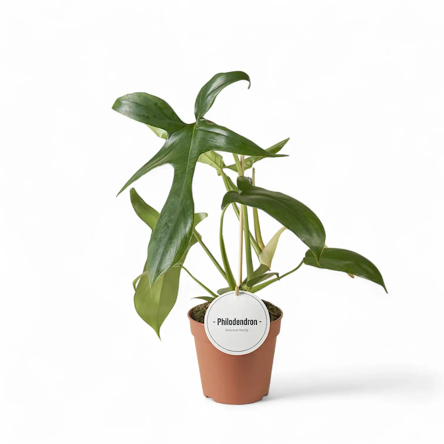 Philodendron 'Glad hands' (quercifolium) – Zimmerpflanze im Kulturtopf auf weißem Hintergrund, Produktfoto 5.