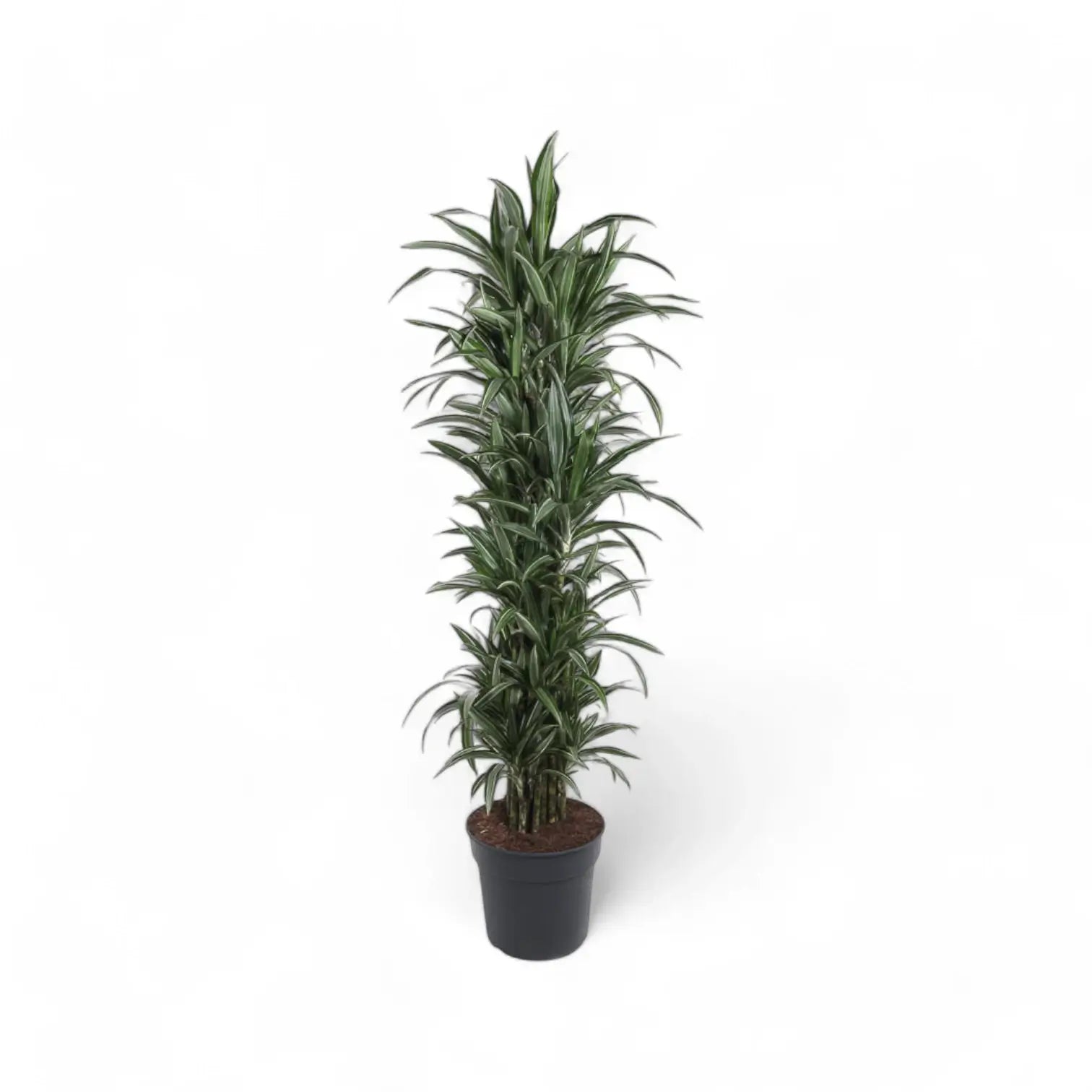 Dracaena fragrans 'Ulises' – Topfpflanze im Kulturtopf vor weißem Hintergrund, Produktfoto 8.