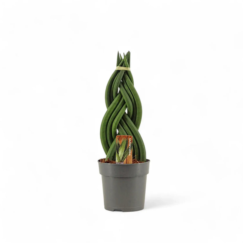 Dracaena angolensis (Sansevieria cylindrica) 'Twister' – Topfpflanze im Kulturtopf vor weißem Hintergrund, Produktfoto 2.