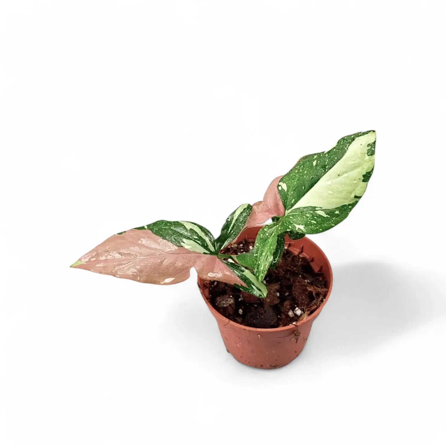 Syngonium podophyllum 'Red spot tricolor' potted houseplant in nursery pot on white background, product photo 6.