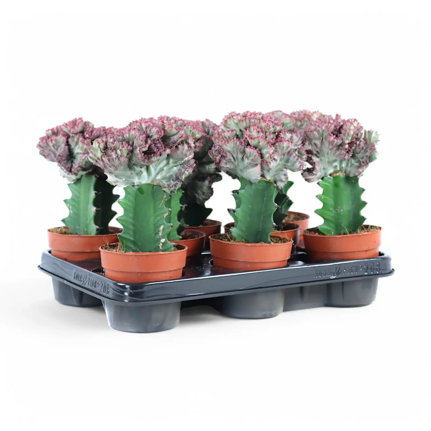 Euphorbia lactea f. crestata potted houseplant in nursery pot on white background, product photo 2.