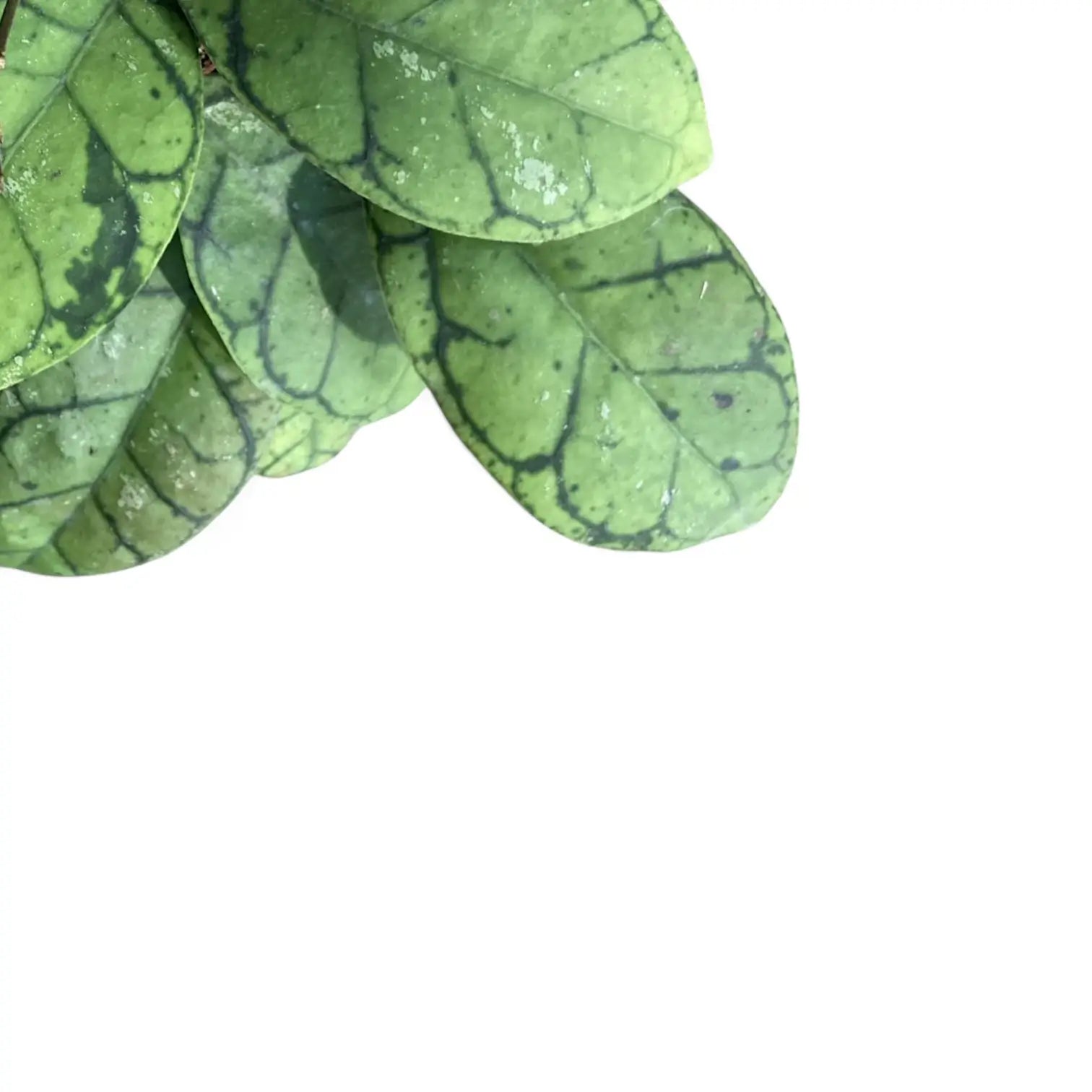 Hoya callistophylla potted houseplant in nursery pot on white background, product photo 13.