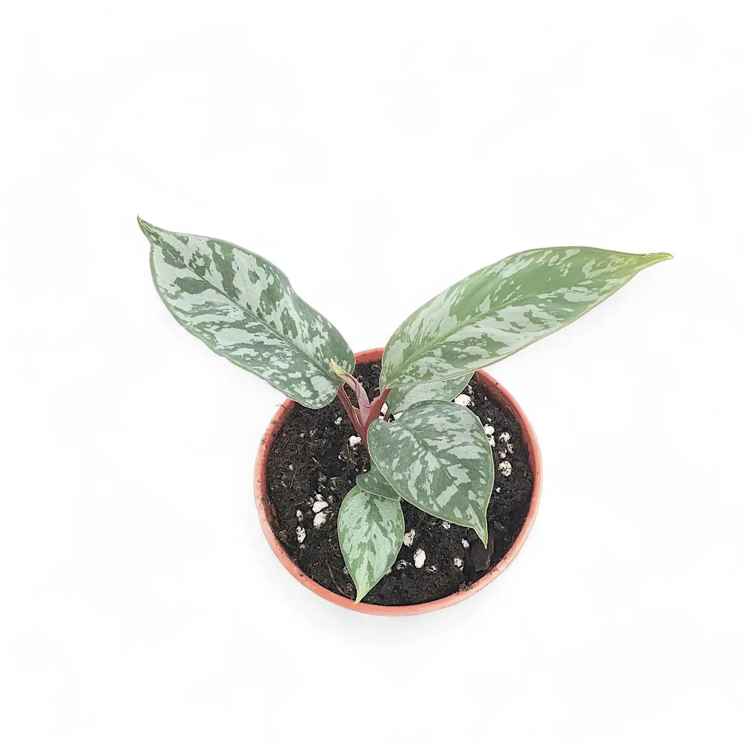 Apoballis acuminatissima 'Lavallaei' ('Purple Sword') – Zimmerpflanze im Kulturtopf auf weißem Hintergrund, Produktfoto 5.