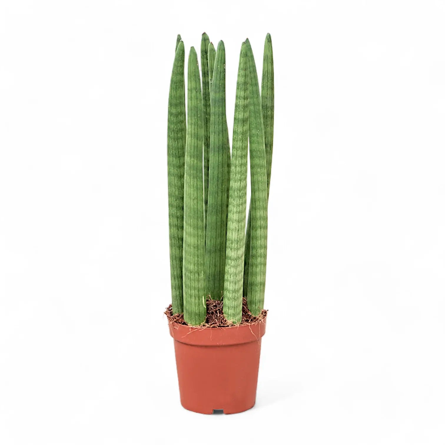 Dracaena angolensis (Sansevieria cylindrica) 'Straight' potted houseplant in nursery pot on white background, product photo 3.