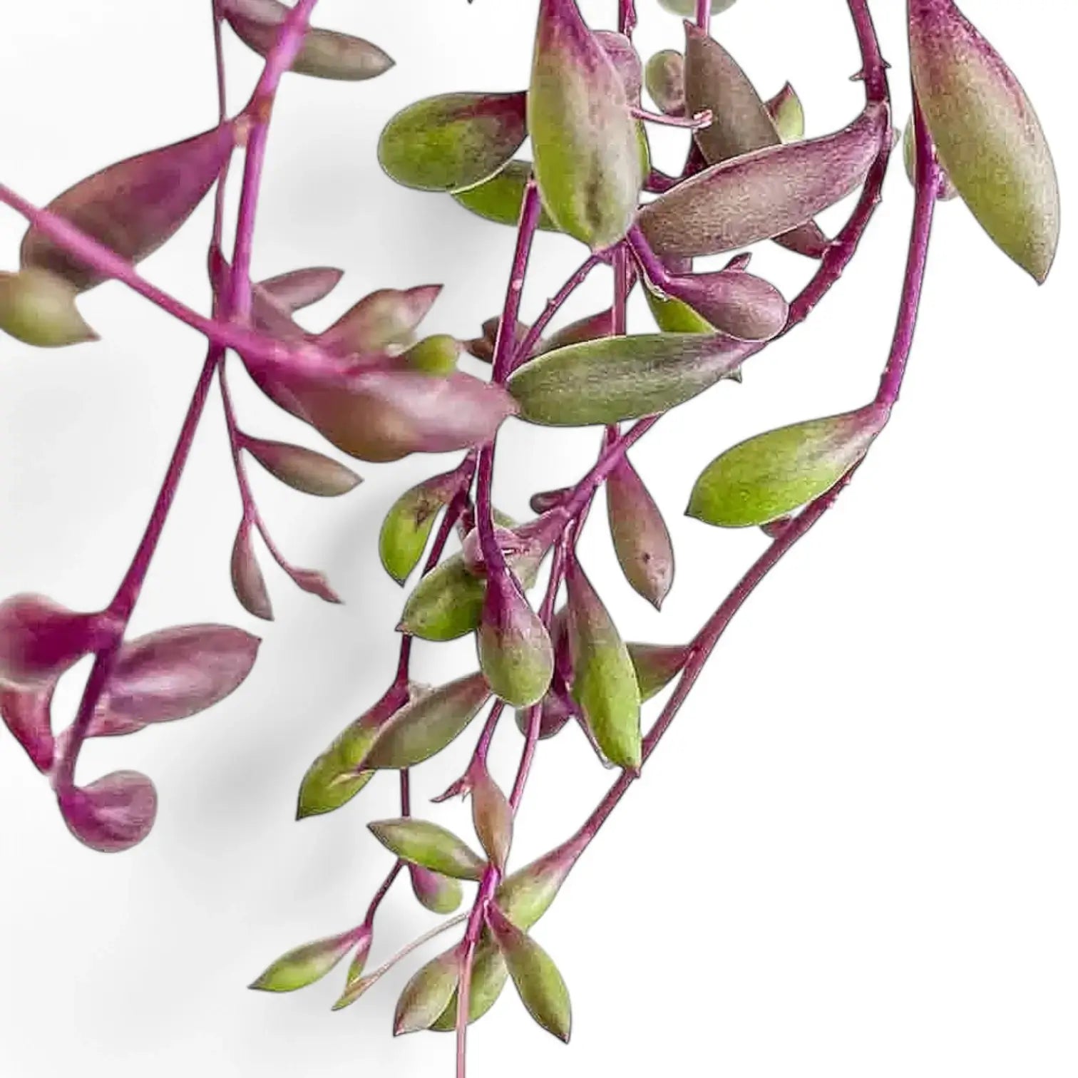 Nahaufnahme eines Blatts von Curio herreianus 'Purple flush' vor weiĂźem Hintergrund.