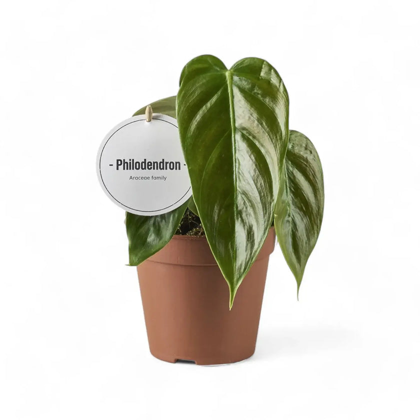 Philodendron esmeraldense potted houseplant in nursery pot on white background, product photo 2.