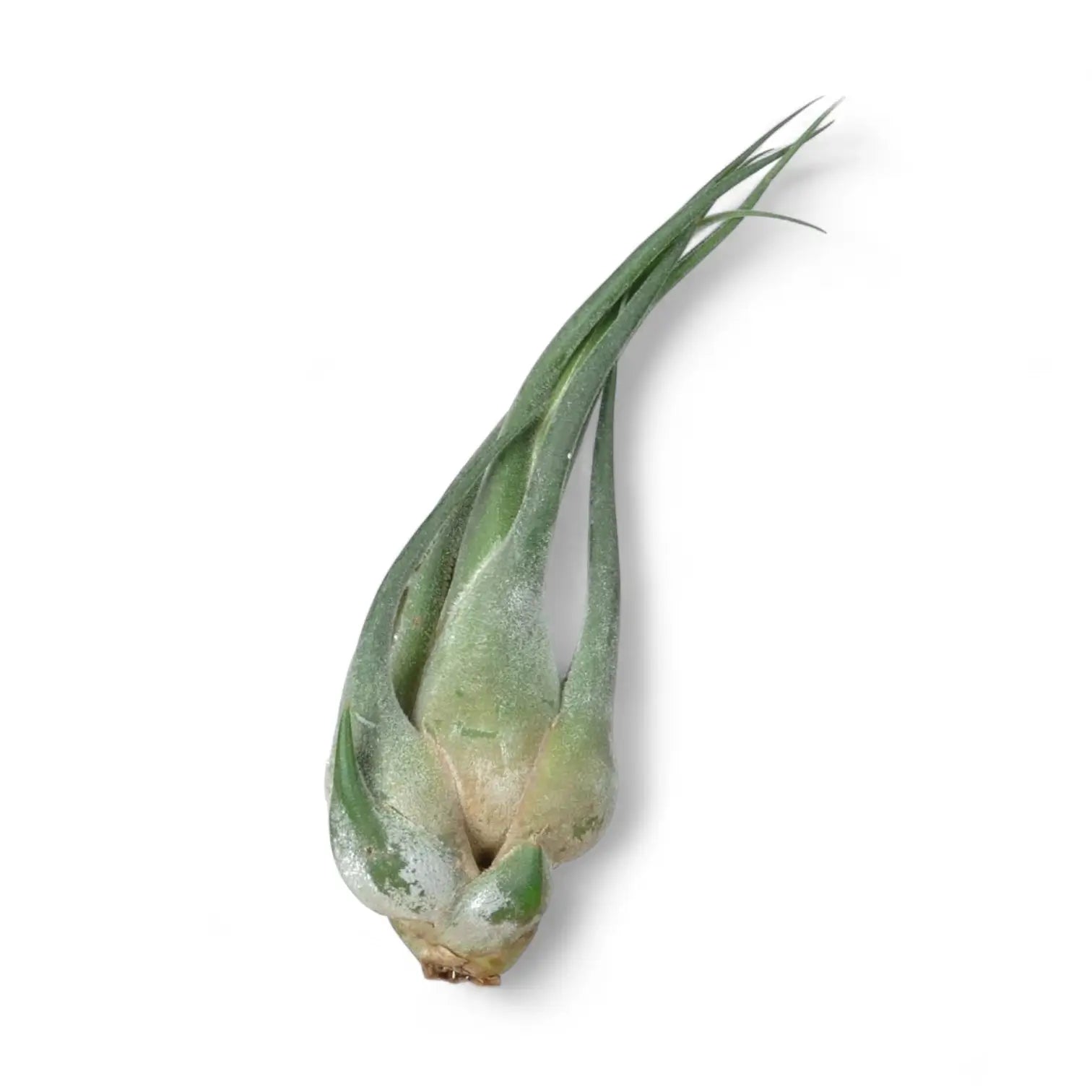 Tillandsia seleriana potted houseplant in nursery pot on white background, product photo 3.
