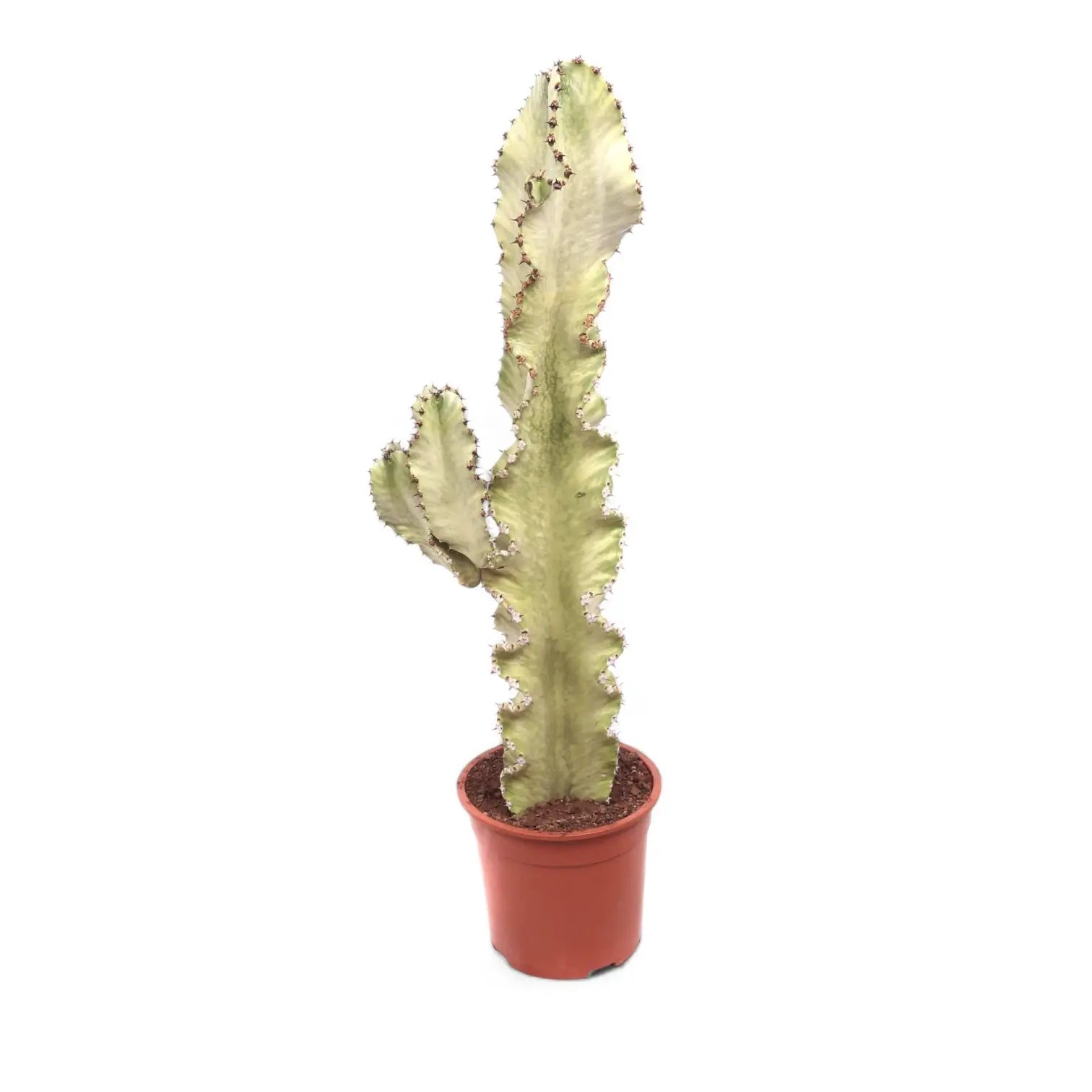 Euphorbia abyssinica var. erythraeae variegata potted houseplant in nursery pot on white background, product photo 2.