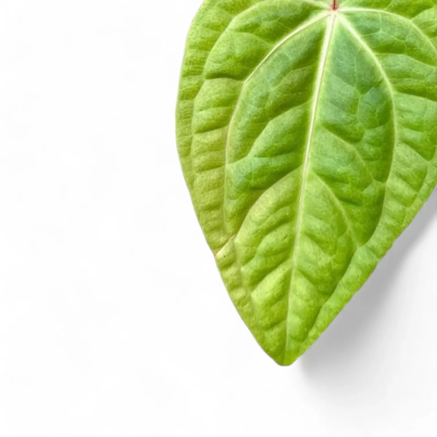 Anthurium villenaorum x luxurians leaf close-up on white background.