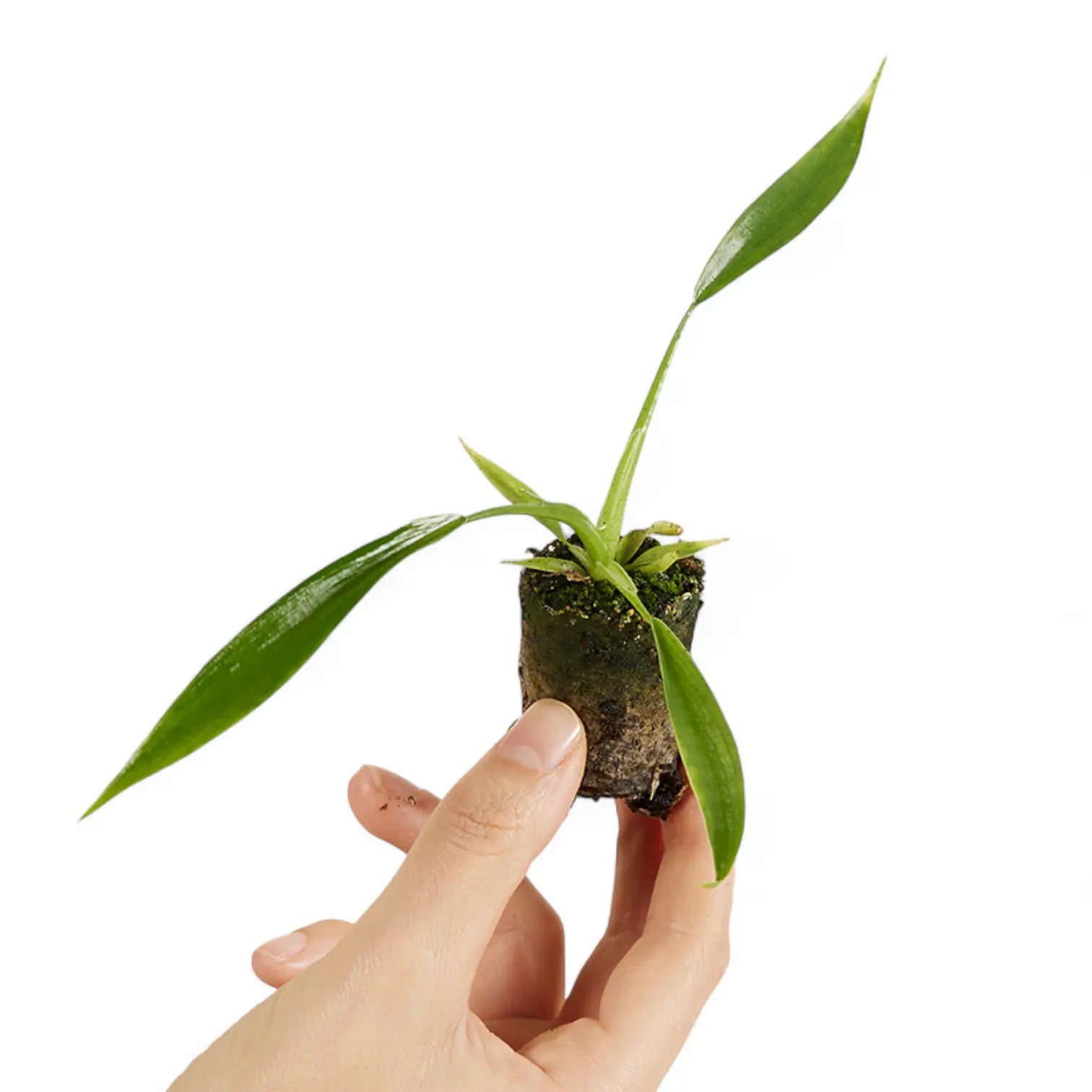 Philodendron holtonianum – Topfpflanze im Kulturtopf vor weißem Hintergrund, Produktfoto 2.