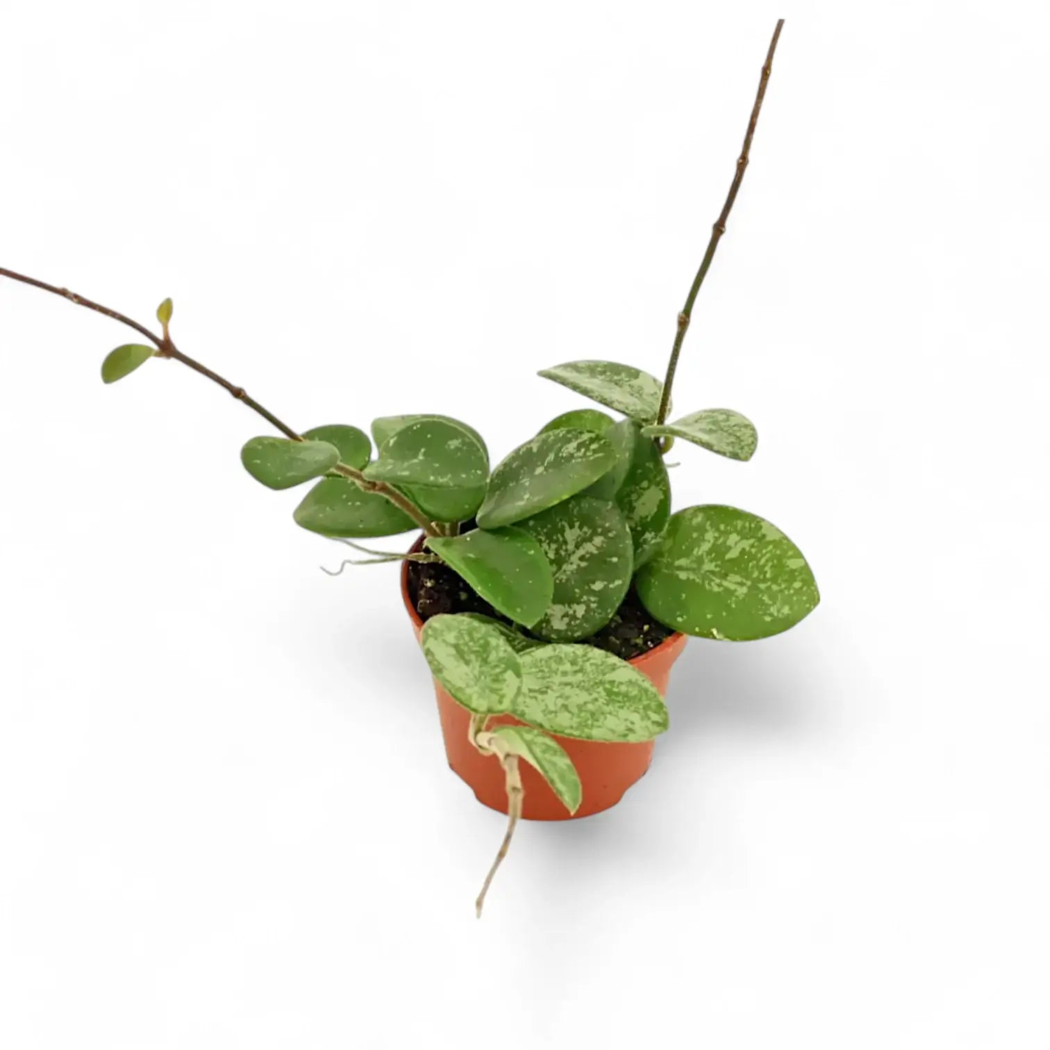 Hoya ‘Mathilde Splash’ potted houseplant in nursery pot on white background, product photo 7.
