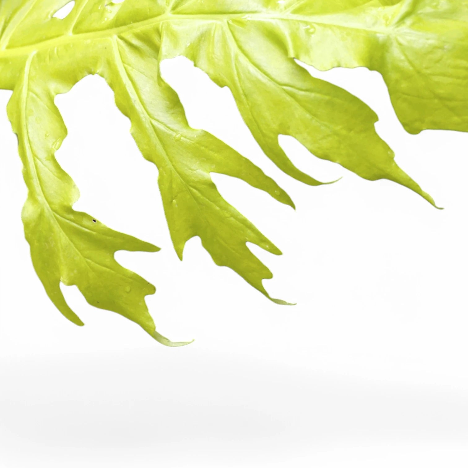 Philodendron warszewiczii 'Flavum' ('Aurea') leaf close-up on white background.